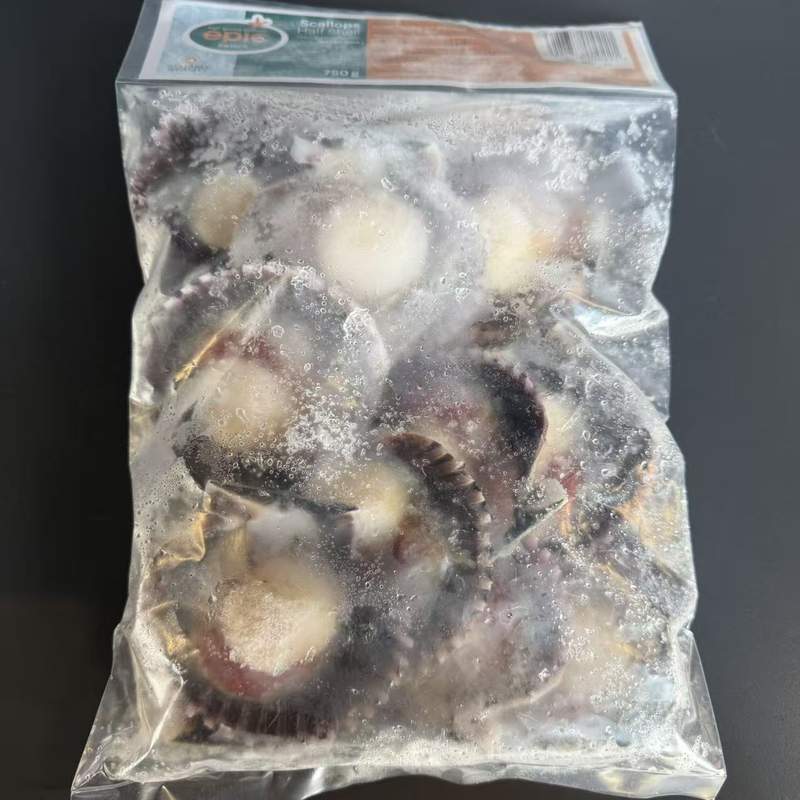 SCOICI SAINT JACQUES 10/20 EPIC 1KG