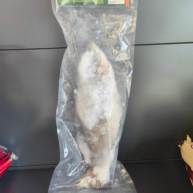 PESTE BARRAMUNDI W/C 5/800 AC KG